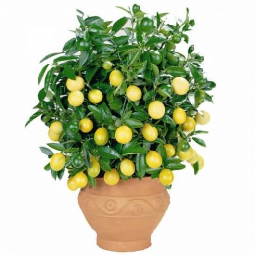 Evde Limon Ağacı Evde Limon Ağacı