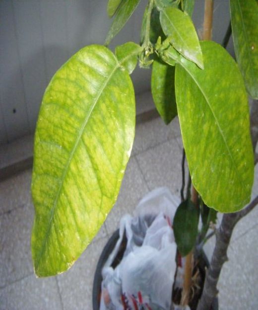 Limon Ağacı Yaprağı Limon Ağacı Yaprağı