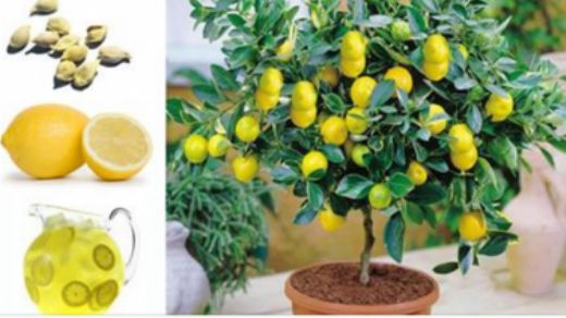 Limon Nasıl Yetiştirilir Limon Nasıl Yetiştirilir