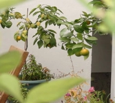 Limon Ağacı Nasıl Aşılanır?