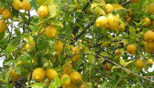 Beyaz Limon Nasıl Yetişir?