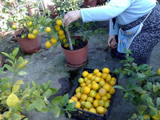 Bodur Limon Fidanının Özellikleri