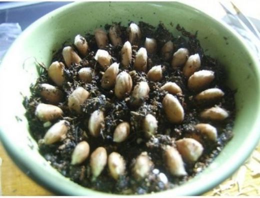 Çekirdekten Limon Ağacı Yetiştirmek