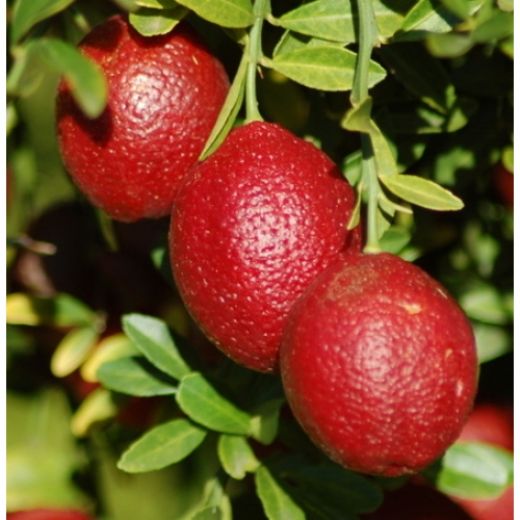 Kırmızı Limon Kırmızı Limon Yetiştiriciliği