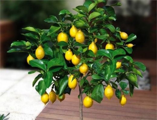 Küçük Limon Ağacı