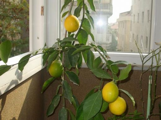 Limon Ağacı Budama