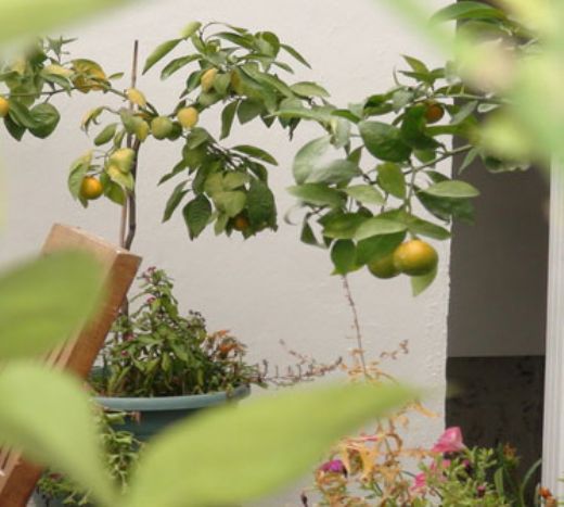 Limon Ağacı Nasıl Aşılanır?