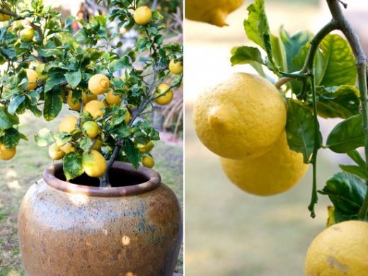 Limon Ağacı Nasıl Yetiştirilir?