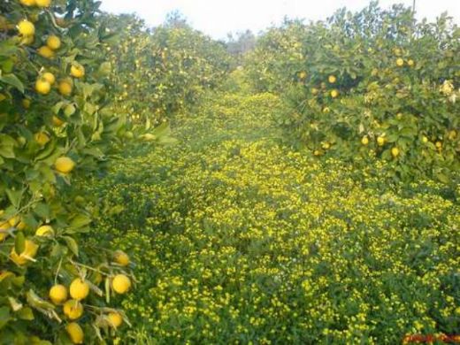 Limon Bahçesi