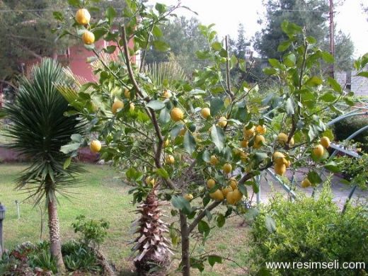 Limon Bitkisi Özellikleri ve Faydaları Nelerdir?