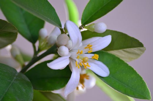 Limon Çiçeği Faydaları Nelerdir?