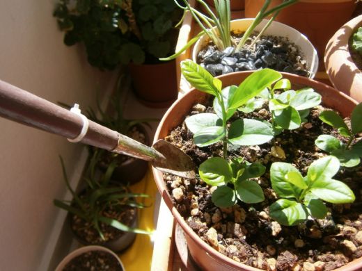 Limon Fidesi Bakımı ve Önemi