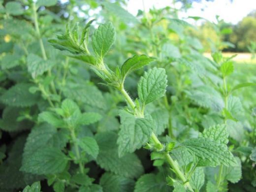 Limon Melisa Özellikleri ve Faydaları Nelerdir?