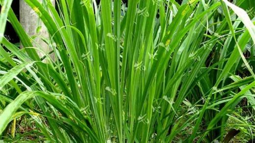 Limon Otu Kullanımı ve Faydaları Nelerdir?