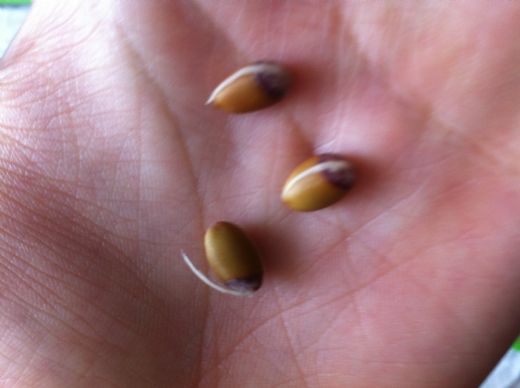 Limon Tohumu Nedir Nasıl Ekilir?