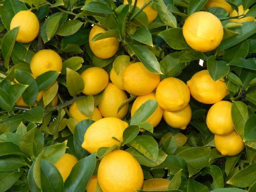 Limon Yetiştiriciliği Limon Türleri