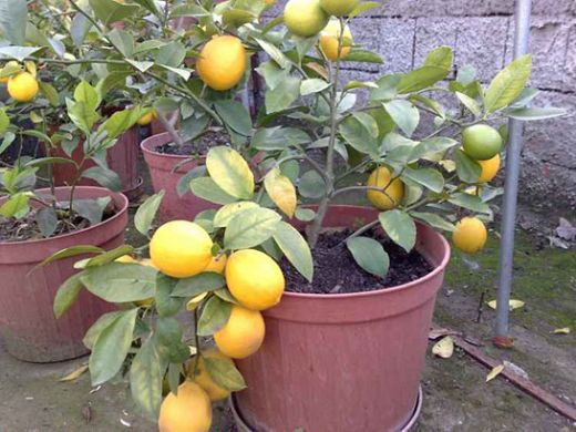 Saksıda Limon Nasıl Yetişir?